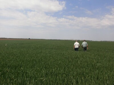 Aleox Agro-bioloski stimulator za razvoj i rast biljaka