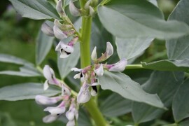 ALEXIA - RWA jari bob