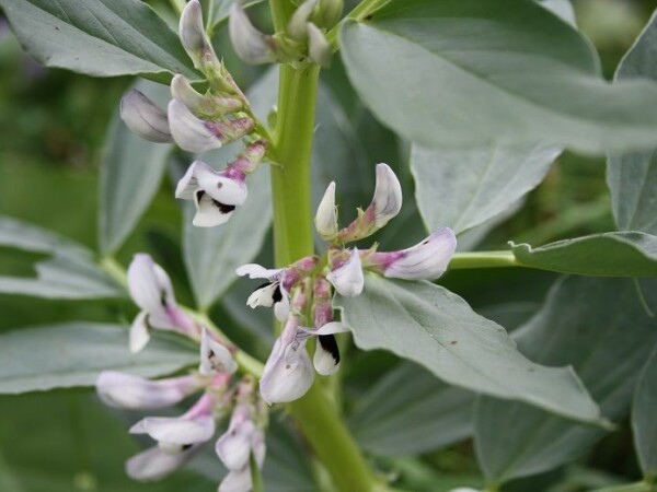 ALEXIA - RWA jari bob