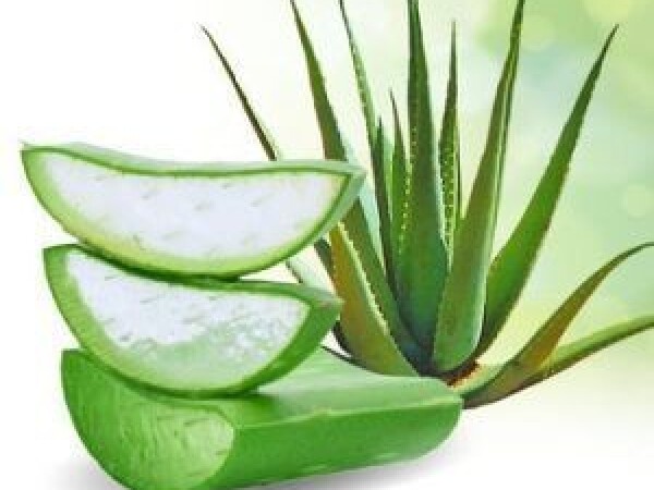 ALOE VERA I ALOE ARBORESCENS