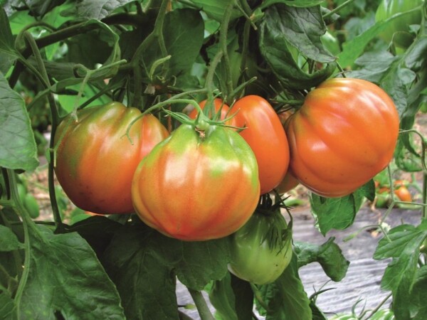 Amauri - sjeme rajčice