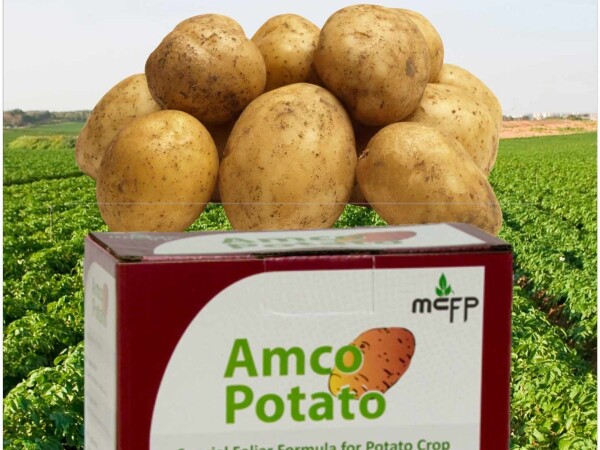 Amco Potato