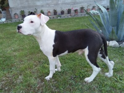 Američki stafordski terijeri