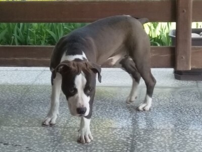 Američki stafordski terijeri