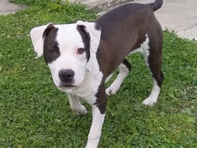 Američki stafordski terijeri