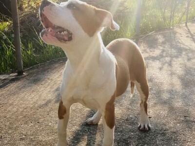 Američki stafordski terijeri