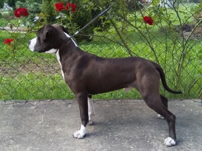 Američki stafordski terijeri