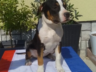 Američki stafordski terijeri