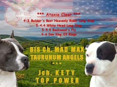 Američki stafordski terijeri