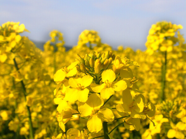 AMETYST – RWA sorta uljane repice