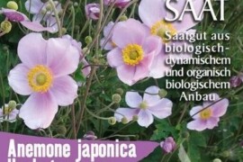 ANEMONA Anemone japonica