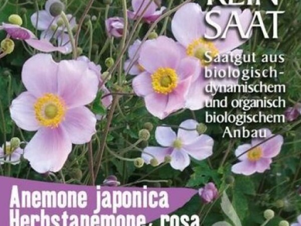 ANEMONA Anemone japonica