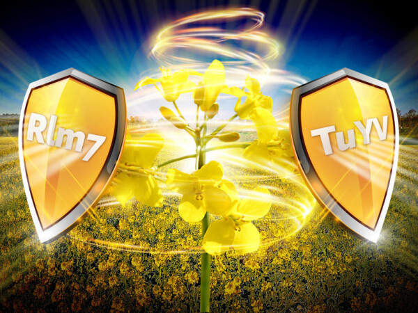 ANNISTON – RWA hibrid uljane repice