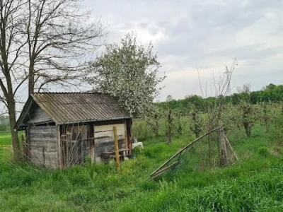 Prodajem ili dajem u najam poljoprivredno zemljište, nasad jabuka