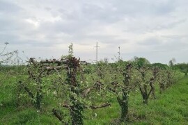 Prodajem ili dajem u najam poljoprivredno zemljište, nasad jabuka