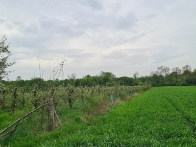 Prodajem ili dajem u najam poljoprivredno zemljište, nasad jabuka