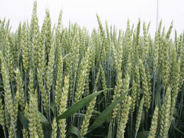 Apache - Sorta pšenice u našoj ponudi