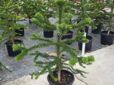 Igličaste Sadnice Čileanski Bor Araucaria Cedar Libanonski Himalajski Pendula  Bor Nordijska Jela Srebrna Zelena Tisa Taxus Pinus Pinija Crni Bijeli Bor