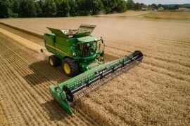 Arecibo - RWA ozima pšenica