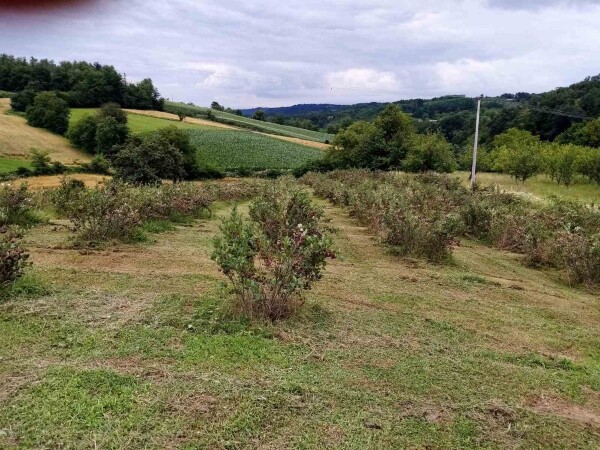 Aronija - maticni sok