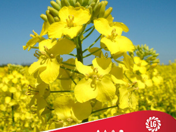 Uljana repica Arsenal