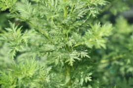 Pelin SLATKI Artemisia annua