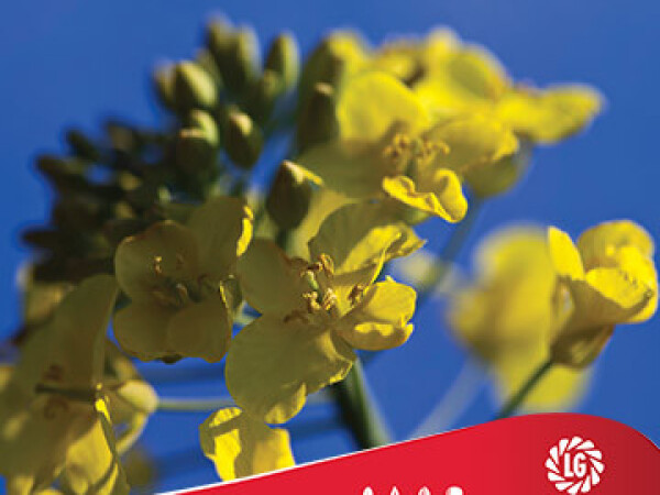 Uljana repica Artoga