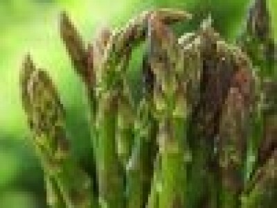 Špargla-asparagus rasad