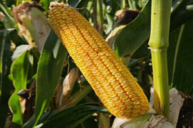 Aston - fao 570 - MAS Seeds hibrid kukuruza