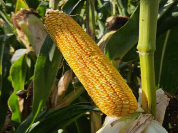 Aston - fao 570 - MAS Seeds hibrid kukuruza