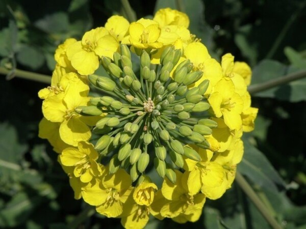 AURELIA - RWA hibrid uljane repice