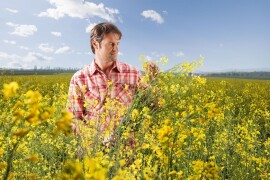 Austin  - RWA hibrid uljane repice