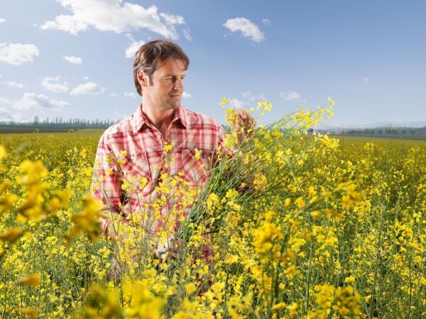 Austin  - RWA hibrid uljane repice