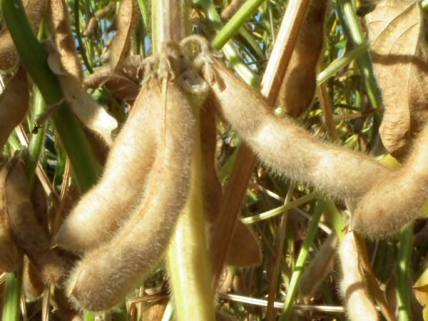 Avril - nova soja vrhunskih rezultata