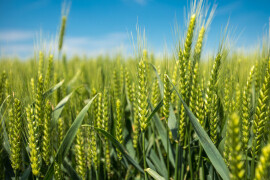 Basilio - Sorta pšenice s prinosom za ponos!