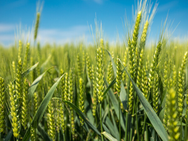 Basilio - Sorta pšenice s prinosom za ponos!