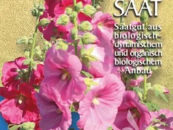 SLJEZ VRTNI Alcea rosea ROZI