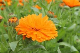 Neven NARANČASTI Calendula officinalis