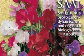 Mirisna grahorica SWEET PEA Lathyrus odoratus