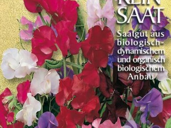 Mirisna grahorica SWEET PEA Lathyrus odoratus