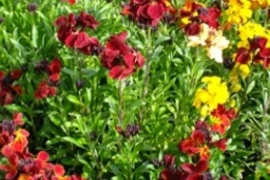 Šeboj GOLDLACK Erysimum cheiri