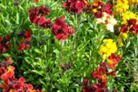 Šeboj GOLDLACK Erysimum cheiri