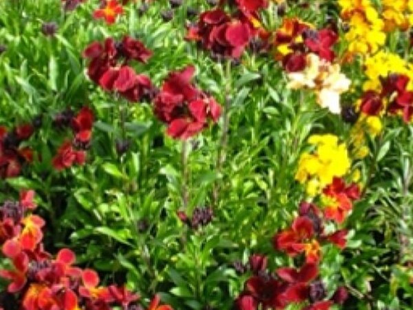 Šeboj GOLDLACK Erysimum cheiri