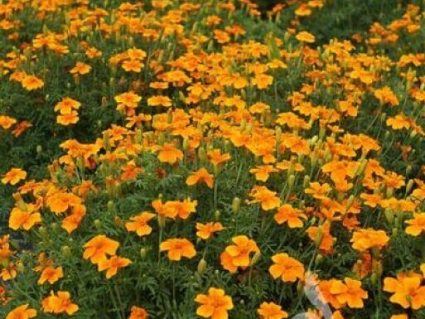 Kadifica SIGNET MARIGOLD Tagetes tenuifolia