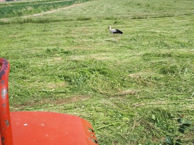 Balirka international 422