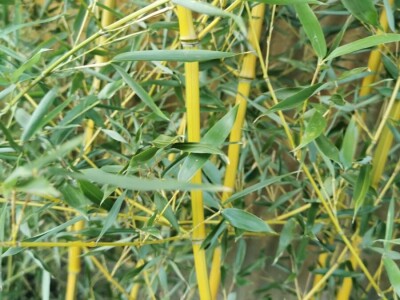 Toskanski Cempres Bambus Indijski Jorgovan Judino Drvo Toskanski Totemski Talijanski Uski Uspravni Stožasti Cempresi Indijski Kineski Jorgovan Judino Drvo Šarenolisni Drijen