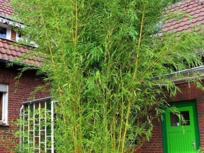 Toskanski Cempres Bambus Indijski Jorgovan Judino Drvo Toskanski Totemski Talijanski Uski Uspravni Stožasti Cempresi Indijski Kineski Jorgovan Judino Drvo Šarenolisni Drijen