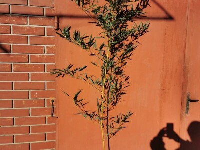 Toskanski Cempres Bambus Indijski Jorgovan Judino Drvo Toskanski Totemski Talijanski Uski Uspravni Stožasti Cempresi Indijski Kineski Jorgovan Judino Drvo Šarenolisni Drijen