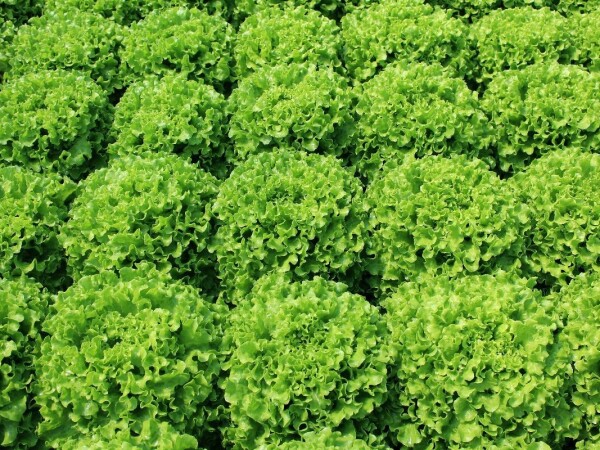 Bancabella sjeme salate