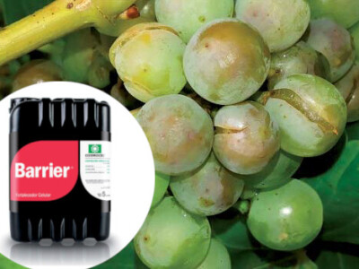 Zaštitnik biljaka od bolesti, insekata i mehaničkog oštećenja ploda